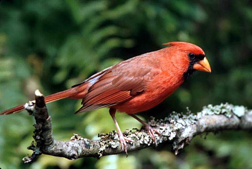 Delise Feet - Cardinal