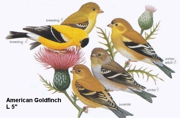 Delise Feet - Goldfinch