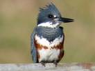 Delise Feet - Belted Kingfisher - Click Image to Close